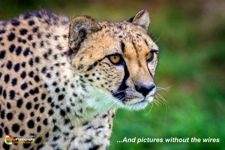 Big Cat Photography Course