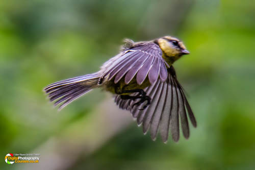 Bird & Landscape Photography Course