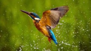 18-6-June-Kingfisher by John Taylor